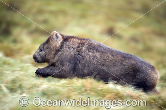 Tasmanian Wombat photo Tasmanian Wombat photo