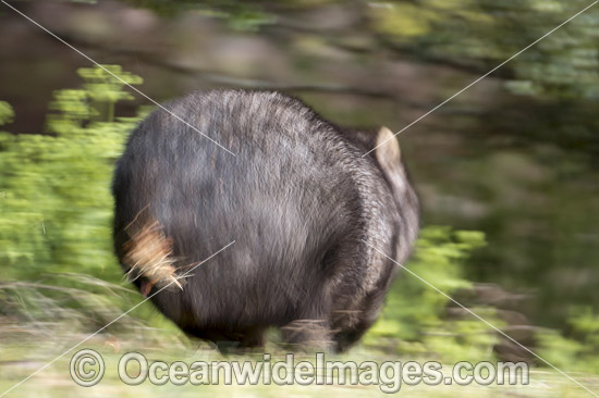 Wombat Vombatus ursinus tasmaniensis photo Wombat Vombatus ursinus tasmaniensis photo