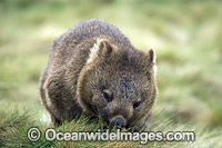 Wombat Vombatus ursinus tasmaniensis Photo - Gary Bell