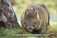 Tasmanian Wombat Photo - Gary Bell