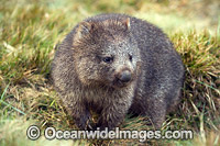 Tasmanian Wombat Photo - Gary Bell