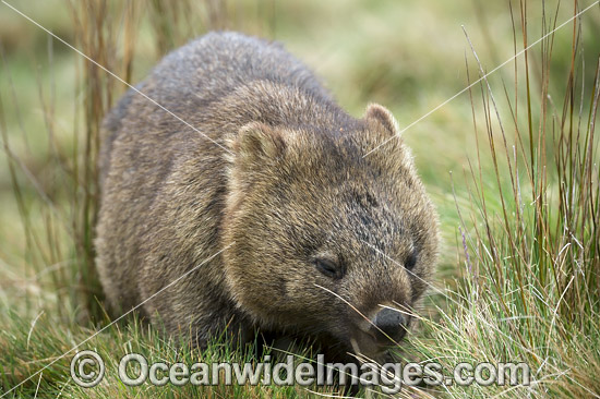 Tasmanian Wombat photo Tasmanian Wombat photo