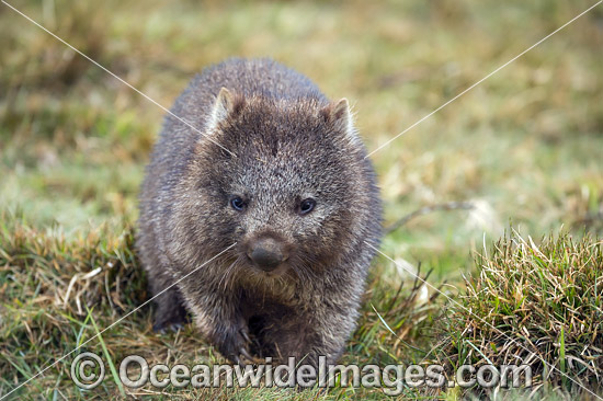 Tasmanian Wombat photo