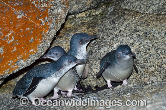 Fairy Penguins photo