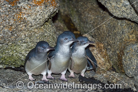 Fairy Penguins photo
