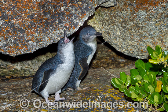 Fairy Penguins photo