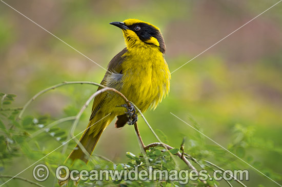 Helmeted Honeyeater (Lichenostomus melanops cassidix). Found in swamp-gum woodlands with melaleuca and tee-trea undergrowth in Victoria and south-eastern New South Wales, Australia. Classified as Critically Endangered. Photo - Gary Bell