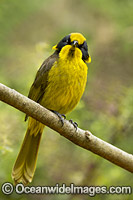 Helmeted Honeyeater Lichenostomus melanops cassidix Photo - Gary Bell