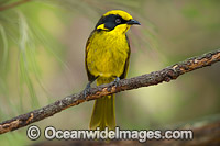 Helmeted Honeyeater Photo - Gary Bell