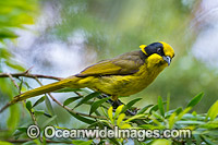 Helmeted Honeyeater Photo - Gary Bell