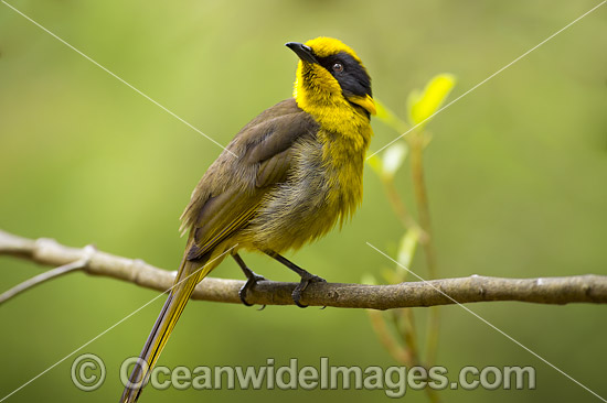 Helmeted Honeyeater Lichenostomus melanops cassidix photo