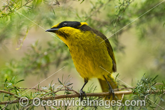 Helmeted Honeyeater (Lichenostomus melanops cassidix). Found in swamp-gum woodlands with melaleuca and tee-trea undergrowth in Victoria and south-eastern New South Wales, Australia. Classified as Critically Endangered. Photo - Gary Bell Helmeted Honeyeater (Lichenostomus melanops cassidix). Found in swamp-gum woodlands with melaleuca and tee-trea undergrowth in Victoria and south-eastern New South Wales, Australia. Classified as Critically Endangered. Photo - Gary Bell