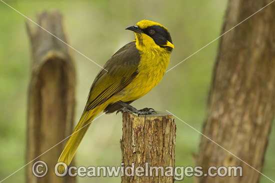 Helmeted Honeyeater Lichenostomus melanops cassidix photo