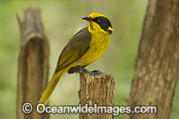 Helmeted Honeyeater Lichenostomus melanops cassidix Photo - Gary Bell