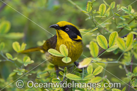Helmeted Honeyeater (Lichenostomus melanops cassidix). Found in swamp-gum woodlands with melaleuca and tee-trea undergrowth in Victoria and south-eastern New South Wales, Australia. Classified as Critically Endangered. Photo - Gary Bell Helmeted Honeyeater (Lichenostomus melanops cassidix). Found in swamp-gum woodlands with melaleuca and tee-trea undergrowth in Victoria and south-eastern New South Wales, Australia. Classified as Critically Endangered. Photo - Gary Bell