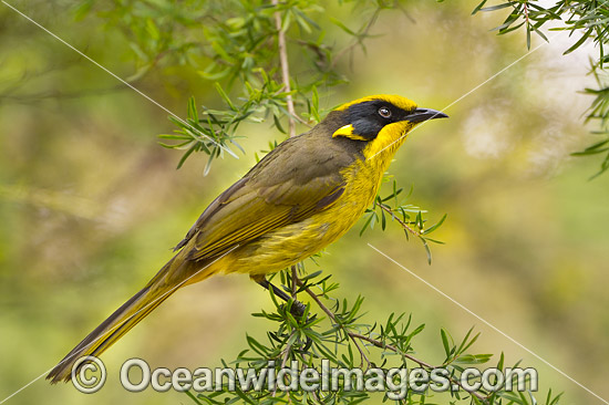 Helmeted Honeyeater (Lichenostomus melanops cassidix). Found in swamp-gum woodlands with melaleuca and tee-trea undergrowth in Victoria and south-eastern New South Wales, Australia. Classified as Critically Endangered. Photo - Gary Bell