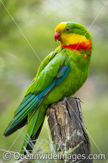 Superb Parrot photo