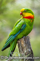 Superb Parrot Photo - Gary Bell