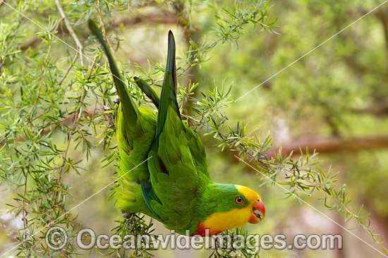 Superb Parrot (Polytelis swainsonii). Found in River Red Gum, Box and similar forests, including Murray and Murrumbidgee River regions of New South Wales and Northern Victoria, Australia. This species is Threatened due to habitat loss. Photo - Gary Bell Superb Parrot (Polytelis swainsonii). Found in River Red Gum, Box and similar forests, including Murray and Murrumbidgee River regions of New South Wales and Northern Victoria, Australia. This species is Threatened due to habitat loss. Photo - Gary Bell