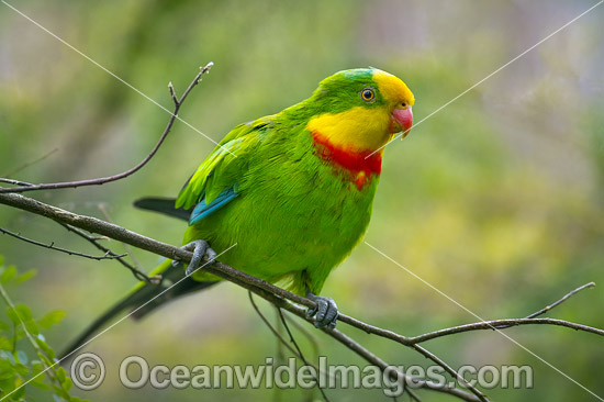 Superb Parrot photo