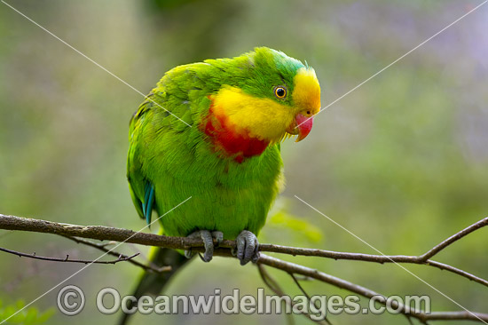 Superb Parrot (Polytelis swainsonii). Found in River Red Gum, Box and similar forests, including Murray and Murrumbidgee River regions of New South Wales and Northern Victoria, Australia. This species is Threatened due to habitat loss. Photo - Gary Bell
