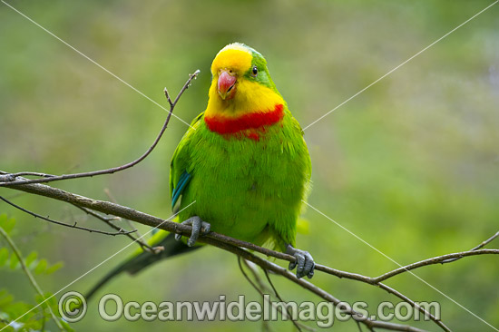 Superb Parrot photo