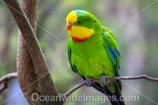Superb Parrot (Polytelis swainsonii). Found in River Red Gum, Box and similar forests, including Murray and Murrumbidgee River regions of New South Wales and Northern Victoria, Australia. This species is Threatened due to habitat loss. Photo - Gary Bell Superb Parrot (Polytelis swainsonii). Found in River Red Gum, Box and similar forests, including Murray and Murrumbidgee River regions of New South Wales and Northern Victoria, Australia. This species is Threatened due to habitat loss. Photo - Gary Bell