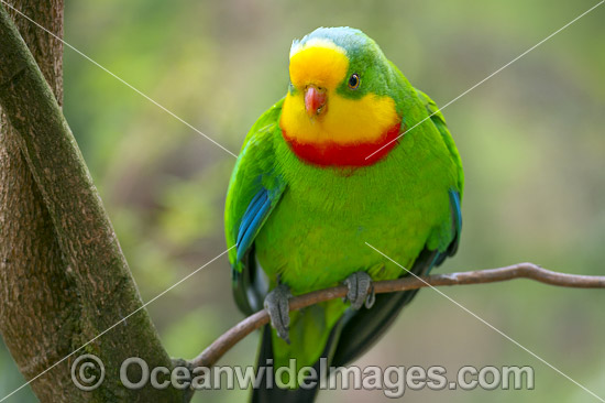 Superb Parrot photo