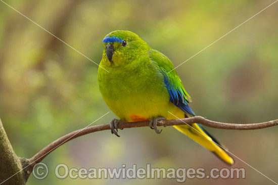 Orange-bellied Parrot photo