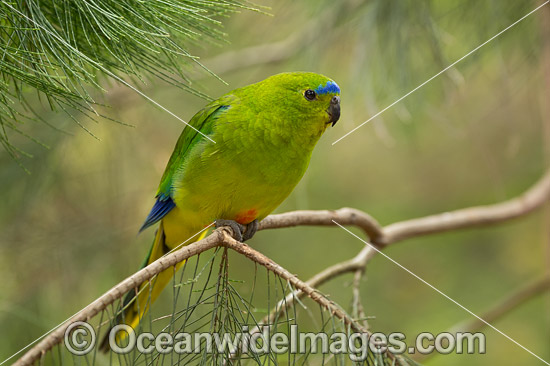 Orange-bellied Parrot (Neophema chrysogaster). Found around buttongrass and swampy sedgeland plains in SW Tasmania, Sth coast of Victoria and SE South Australia, Australia. Classified as Critically Endangered with numbers declining. Photo - Gary Bell