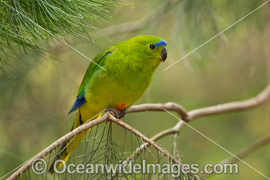 Orange-bellied Parrot photo Orange-bellied Parrot photo