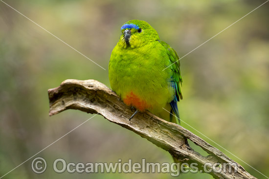 Orange-bellied Parrot photo Orange-bellied Parrot photo