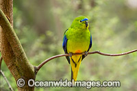 Orange-bellied Parrot Photo - Gary Bell