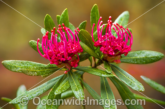 Tasmanian Waratah Flower photo