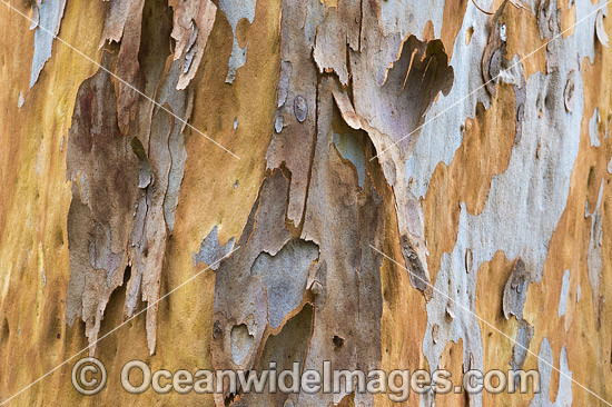 Gum Tree (Eucalyptus sp.) bark, showing spectacular design in nature. Photo taken in Coffs Harbour, New South Wales, Australia. Photo - Gary Bell Gum Tree (Eucalyptus sp.) bark, showing spectacular design in nature. Photo taken in Coffs Harbour, New South Wales, Australia. Photo - Gary Bell