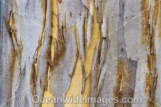 Gum Tree (Eucalyptus sp.) bark, showing spectacular design in nature. Photo taken in Coffs Harbour, New South Wales, Australia. Photo - Gary Bell Gum Tree (Eucalyptus sp.) bark, showing spectacular design in nature. Photo taken in Coffs Harbour, New South Wales, Australia. Photo - Gary Bell