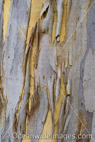 Gum Tree (Eucalyptus sp.) bark, showing spectacular design in nature. Photo taken in Coffs Harbour, New South Wales, Australia. Photo - Gary Bell Gum Tree (Eucalyptus sp.) bark, showing spectacular design in nature. Photo taken in Coffs Harbour, New South Wales, Australia. Photo - Gary Bell