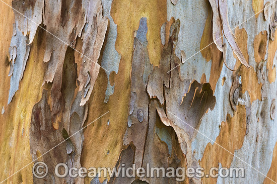 Gum Tree (Eucalyptus sp.) bark, showing spectacular design in nature. Photo taken in Coffs Harbour, New South Wales, Australia. Photo - Gary Bell Gum Tree (Eucalyptus sp.) bark, showing spectacular design in nature. Photo taken in Coffs Harbour, New South Wales, Australia. Photo - Gary Bell