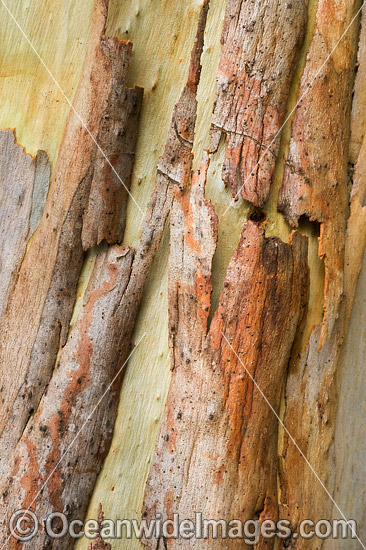 Gum Tree (Eucalyptus sp.) bark, showing spectacular design in nature. Photo taken in Coffs Harbour, New South Wales, Australia. Photo - Gary Bell Gum Tree (Eucalyptus sp.) bark, showing spectacular design in nature. Photo taken in Coffs Harbour, New South Wales, Australia. Photo - Gary Bell