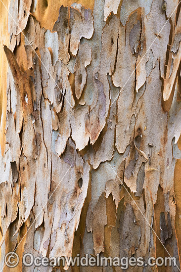 Gum Tree (Eucalyptus sp.) bark, showing spectacular design in nature. Photo taken in Coffs Harbour, New South Wales, Australia. Photo - Gary Bell Gum Tree (Eucalyptus sp.) bark, showing spectacular design in nature. Photo taken in Coffs Harbour, New South Wales, Australia. Photo - Gary Bell