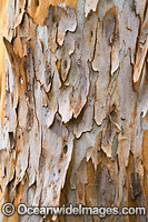 Gum Tree bark Photo - Gary Bell