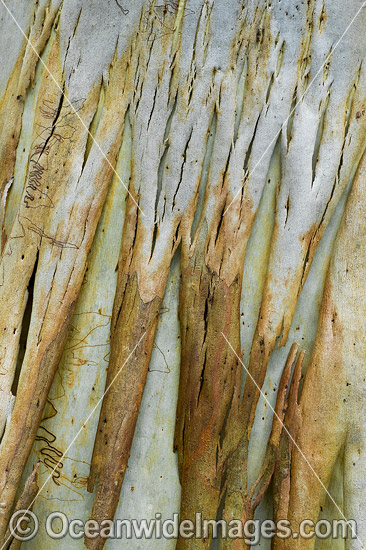 Scribbly Gum bark photo