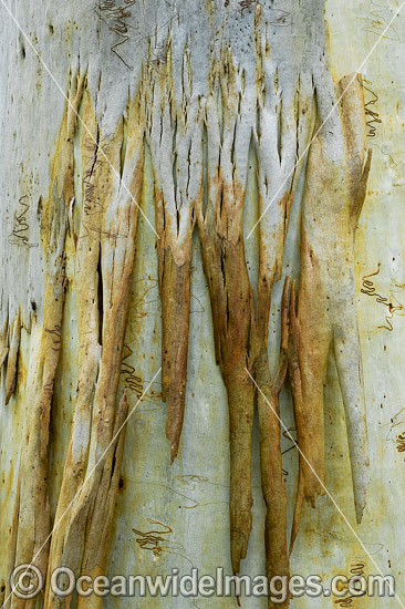 Scribbly Gum (Eucalyptus haemastoma), showing spectacular design in nature. Photo taken in Coffs Harbour, New South Wales, Australia. Photo - Gary Bell Scribbly Gum (Eucalyptus haemastoma), showing spectacular design in nature. Photo taken in Coffs Harbour, New South Wales, Australia. Photo - Gary Bell