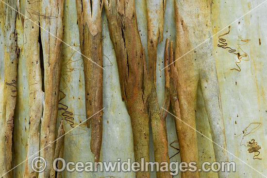 Scribbly Gum (Eucalyptus haemastoma), showing spectacular design in nature. Photo taken in Coffs Harbour, New South Wales, Australia. Photo - Gary Bell Scribbly Gum (Eucalyptus haemastoma), showing spectacular design in nature. Photo taken in Coffs Harbour, New South Wales, Australia. Photo - Gary Bell