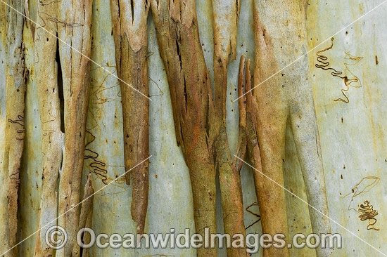 Scribbly Gum bark photo