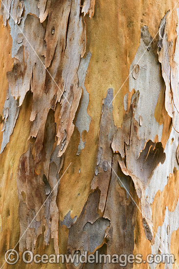 Gum Tree (Eucalyptus sp.) bark, showing spectacular design in nature. Photo taken in Coffs Harbour, New South Wales, Australia. Photo - Gary Bell Gum Tree (Eucalyptus sp.) bark, showing spectacular design in nature. Photo taken in Coffs Harbour, New South Wales, Australia. Photo - Gary Bell