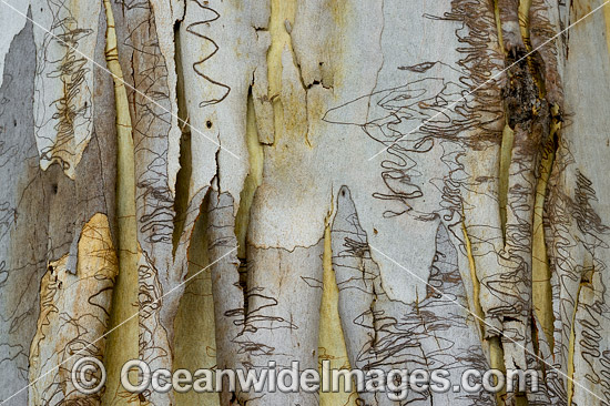 Scribbly Gum (Eucalyptus haemastoma), showing spectacular design in nature. Photo taken in Coffs Harbour, New South Wales, Australia. Photo - Gary Bell Scribbly Gum (Eucalyptus haemastoma), showing spectacular design in nature. Photo taken in Coffs Harbour, New South Wales, Australia. Photo - Gary Bell