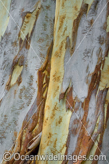 Scribbly Gum bark photo