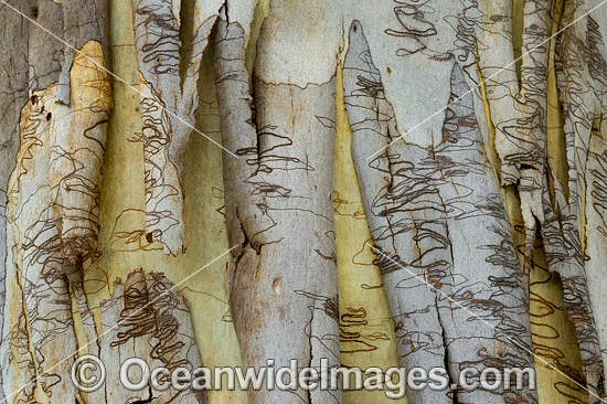 Scribbly Gum (Eucalyptus haemastoma), showing spectacular design in nature. Photo taken in Coffs Harbour, New South Wales, Australia. Photo - Gary Bell Scribbly Gum (Eucalyptus haemastoma), showing spectacular design in nature. Photo taken in Coffs Harbour, New South Wales, Australia. Photo - Gary Bell