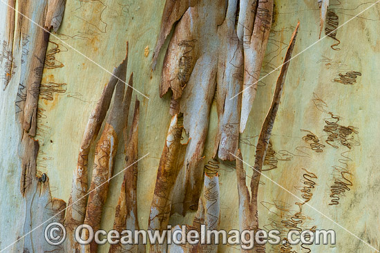 Scribbly Gum bark photo